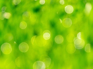 green bokeh abstract light background