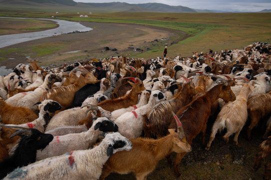 Cowboy pushing herd of goats in Mongolia