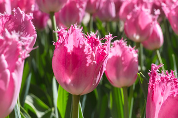 Group and close up of pink rose fringed beautiful tulips growing in the garden