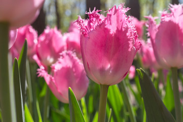 Group and close up of pink rose fringed beautiful tulips growing in the garden