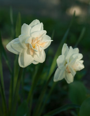 Beautiful flower white daffodil growing in the garden. close-up