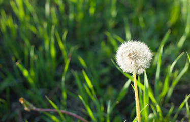 Fototapeta premium Condolence or sympathy design with dandelion flower and flying seed