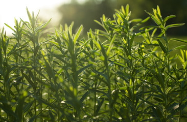 Wild field of grass on sunset, soft sun rays, warm toning