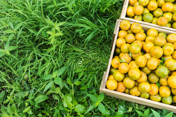 Top view of orange on wooden box retro chic in farm.
