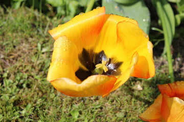 Tulpen in der Morgensonne