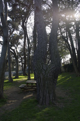 00026 - Belgrad Forest in spring season