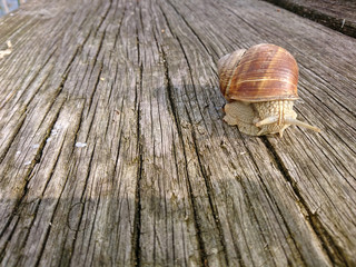 Ślimak © photoidea