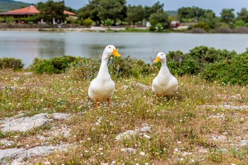 Two white  ducks with a lake at the background