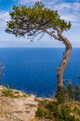 Fototapeta na wymiar pin surplombant la méditerranée