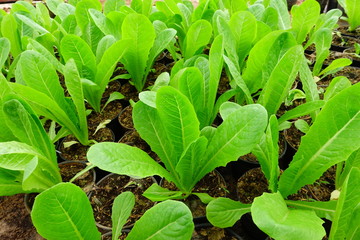 Green fresh Vegetable in organic farm.