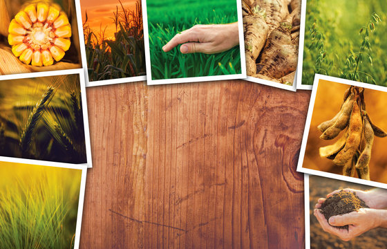 Agriculture themed collage photos with copy space