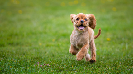 Little cavalier puppy dog running outside