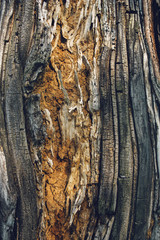 Old maple tree bark texture