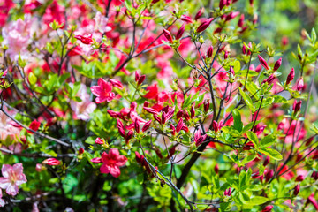 Azalea flowers in the garden in sunny day, natural spring floral background