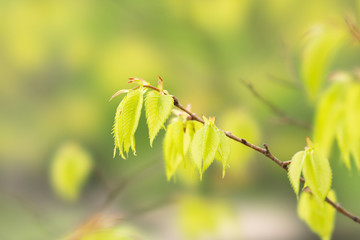 新緑のけやき