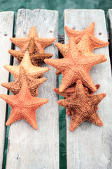 group of starfish on wooden boards of old pier