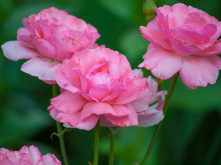 Pink garden rose