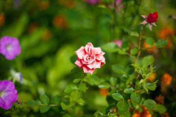 Pink garden rose