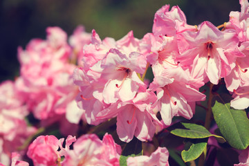 Fototapeta na wymiar Pink Azalea flowers in a park