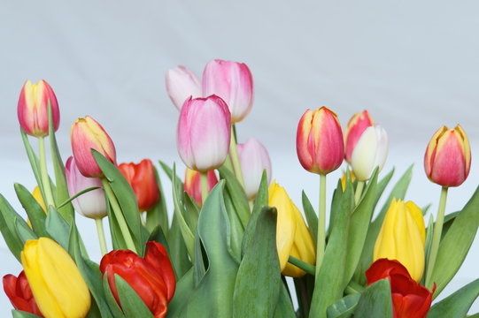 Fototapeta Tulipany