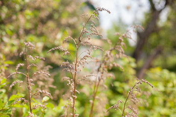 Wild grass