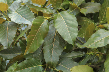 Leaves