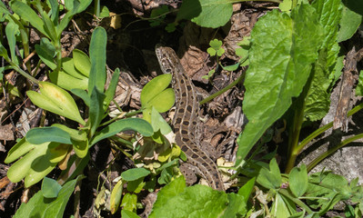 Brown lizard in the grass basking in the sun. A coldblooded reptile.
