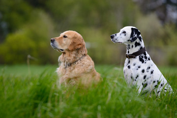 Golden Retriever und Dalmatiner sitzen aufmerksam auf einer Wiese