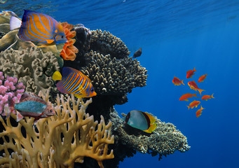 Foto van een tropische vis op een koraalrif