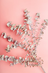 Pretty coral pink background with dried eucalyptus branch