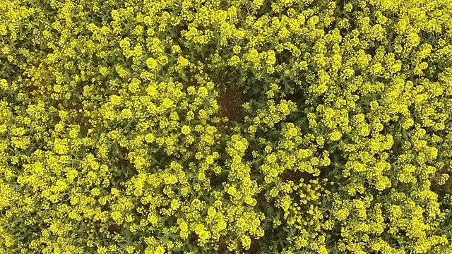 Aerial view of the yellow field with rape