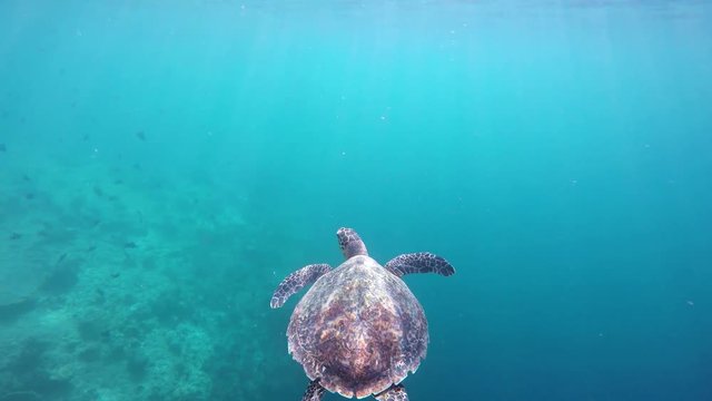 eine Schildkröte schwimmt an die Wasseroberfläche zum Luftholen