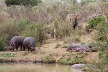 Naklejka na ściany i meble Hippos and elephants on the bank of the Ewaso Nyiro River