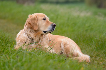 Golden Retriever liegt auf einer Wiese