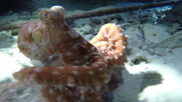 einen kleinen Kraken beim schnorcheln in der Nacht gefilmt