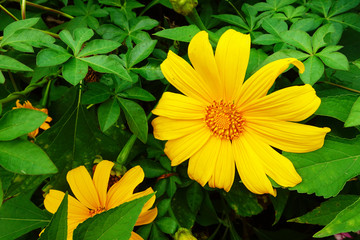 beautiful cosmos flowers in the garden