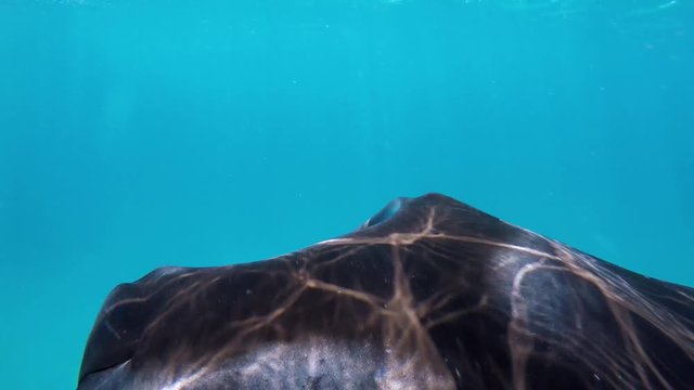 ein gro&szlig;er Manta schwimmt im Meer unter mir entlang