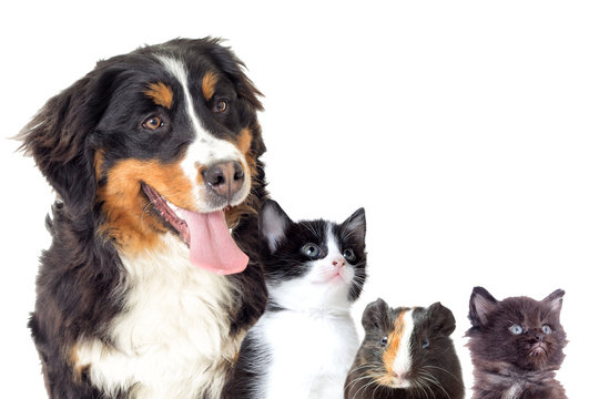 Bernese Mountain Dog and kitten on a white background
