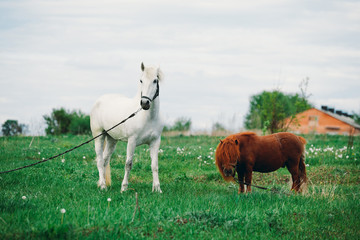Fototapeta premium .A horse on the grass pony eats looks at the camera