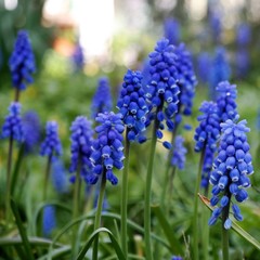 spring or easter background, blue muscari flowers in garden