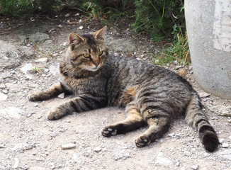 Cat Laying Down outdoor Natural Light, Sunny Day. Selective Focus