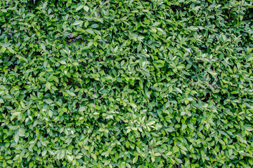 green leaf wall texture