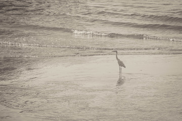 white flamingo on the beach