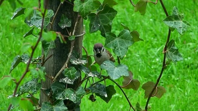 Ein Sperling "trinkt" Wassertropfen von den nassen Efeubl&auml;ttern