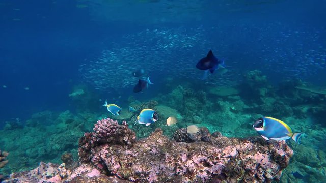 einige Fische (Indischer Wei&szlig;kehldoktorfisch) schwimmen in einem Korallenriff herum