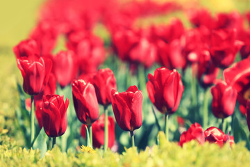 Fototapeta na wymiar Red tulips blooming in the garden on a sunny day.