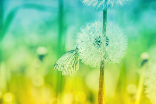 Dandelion seed close up