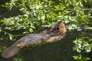 beaver eating green leaf © magann