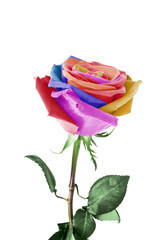 Fototapeta na wymiar Colorful rose isolated