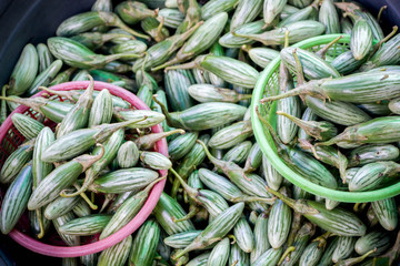 fresh green eggplant